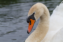 C7D_0987.jpg