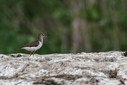 C7D_0373.jpg