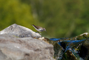 C7D_9579.jpg