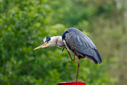 7DII9826-DxO_DeepPRIME_3.jpg
