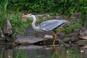 C7D_0183.jpg