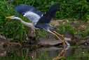 C7D_0184.jpg