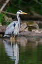 C7D_0388.jpg