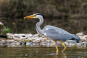 C7D_0525.jpg