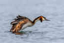 7DII9843-DxO_DeepPRIME_3.jpg