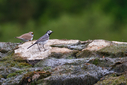 C7D_0339.jpg