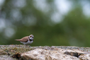 C7D_0270.jpg