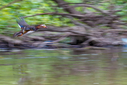 C7D_0130.jpg