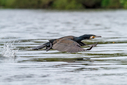C7D_4520.jpg