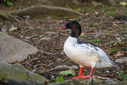 C7D_3979.jpg