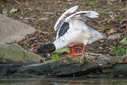 C7D_3988.jpg