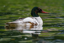 C7D_4099-DxO_DeepPRIME_3.jpg