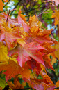 DSC00460-DxO_DeepPRIME_XD2s-2.jpg
