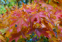 DSC00463.jpg