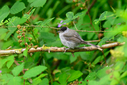 Z63_0246-DxO_DeepPRIME_3.jpg