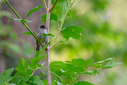 Z63_0258-DxO_DeepPRIME_3.jpg