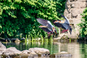 7DII2799-DxO_DeepPRIME_3.jpg