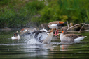 C7D_2148.jpg