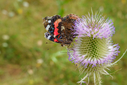 DSC01657.jpg