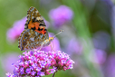 Z63_1639-DxO_DeepPRIME_3.jpg