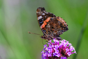 Z63_1675-DxO_DeepPRIME_3.jpg