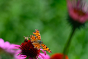 Z63_2048-DxO_DeepPRIME_3.jpg