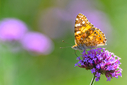 Z63_2308-DxO_DeepPRIME_3.jpg