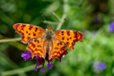 Z63_5395-DxO_DeepPRIME_3.jpg