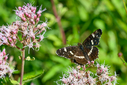 Z63_5752.jpg