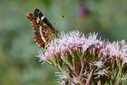 Z63_5777.jpg