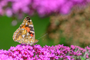 Z63_8741-DxO_DeepPRIME_3.jpg
