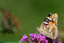 Z63_8760-DxO_DeepPRIME_3.jpg