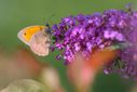 Z63_8768.jpg