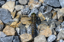 Dateiname=Z63_0847-DxO_DeepPRIME_3.jpg
Dateigröße=896KB
Abmessungen: 1000x667
hinzugefügt am: 24. Juli 2026 Z63_0847-DxO_DeepPRIME_3.jpg