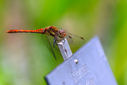 Z63_2792-DxO_DeepPRIME_3.jpg