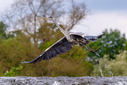 7DII1763-DxO_DeepPRIME_3.jpg
