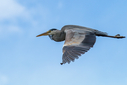 C7D_3810.jpg