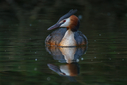 C7D_1474.jpg