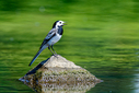 7DII2706-DxO_DeepPRIME_3.jpg