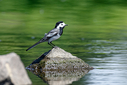 7DII2718-DxO_DeepPRIME_3.jpg