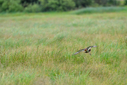 Z63_7391.jpg
