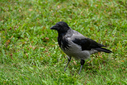 NZF_7934-DxO_DeepPRIME_XD2s.jpg