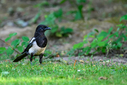 Z63_6835.jpg
