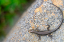 Z63_0116-DxO_DeepPRIME_3.jpg