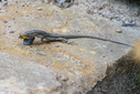 Z63_0651-DxO_DeepPRIME_3.jpg