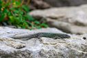 Z63_0746-DxO_DeepPRIME_3.jpg