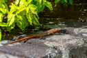 Z63_2881-DxO_DeepPRIME_3.jpg