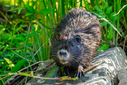 R7FM1177-DxO_DeepPRIME_3.jpg