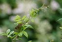 7DII9806.jpg