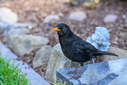 Z63_6243.jpg